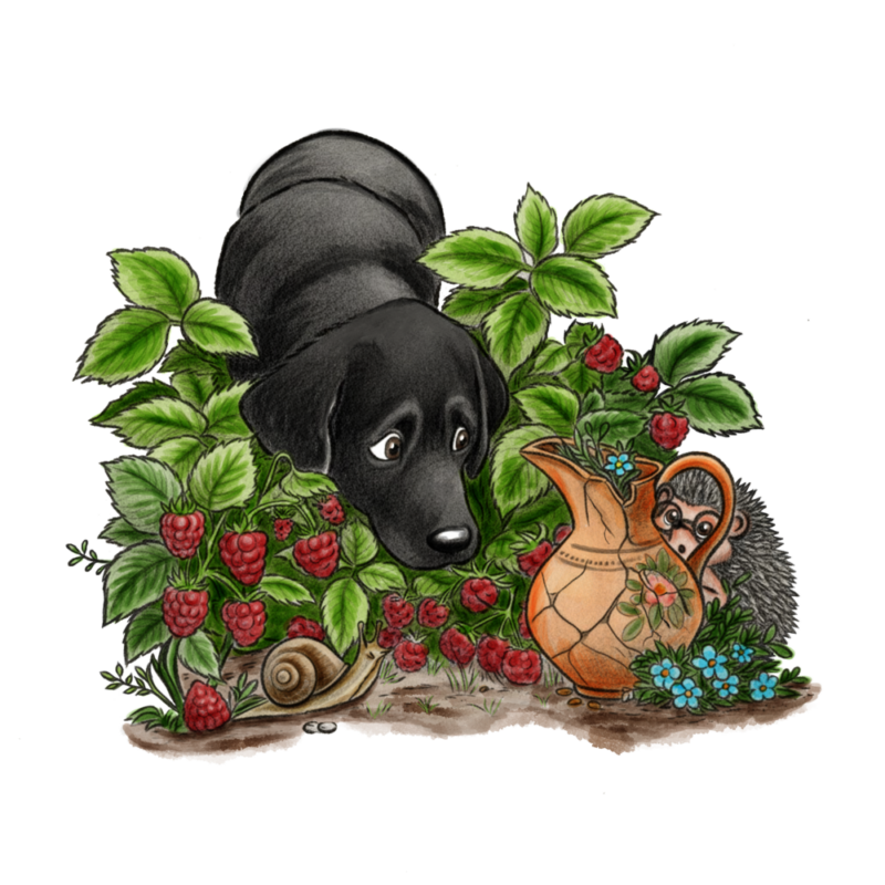 Illustration, ein Igel versteckt sich hinter einem Krug, während ein Hund schnuppernd durch die Himbeerhecke schaut.